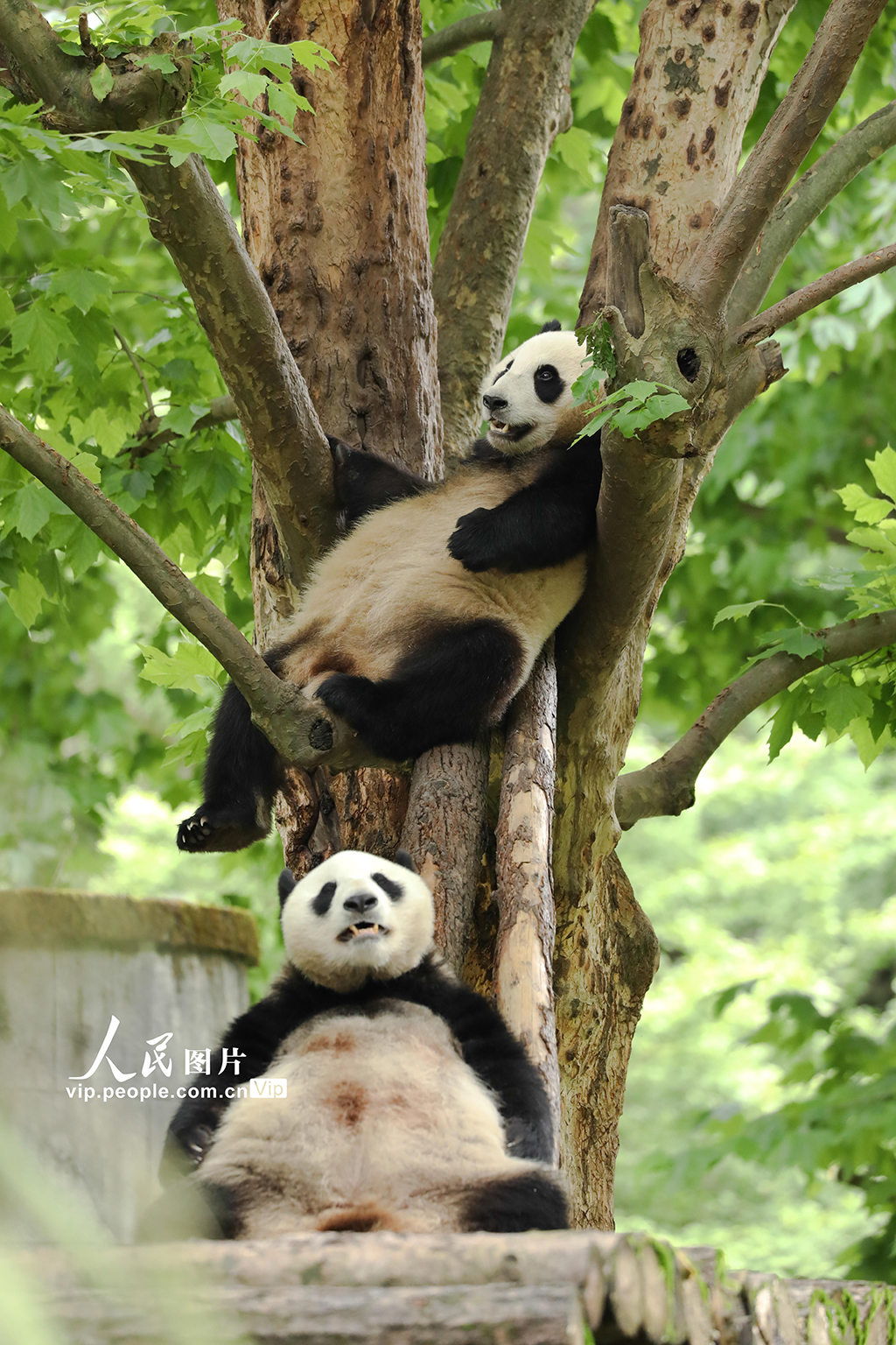 四川臥龍：大熊貓的歡樂暑期【6】