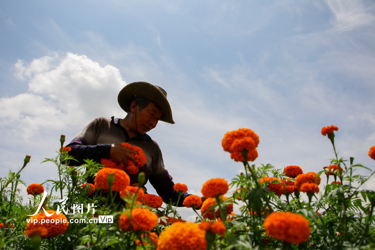 2022年7月23日，在云南省曲靖市沾益区金龙街道桃园社区的农田里，花农采摘万寿菊。