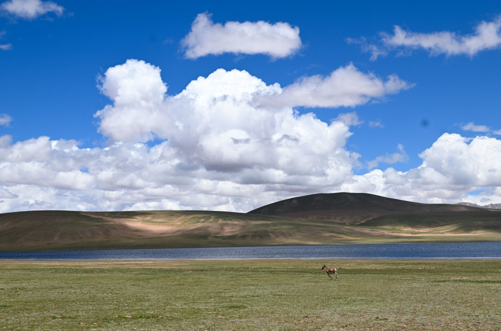 這是7月18日在長江源地區拍攝的藏野驢。新華社記者 張龍 攝