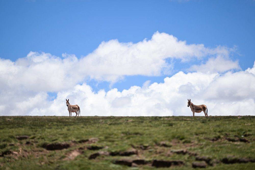 這是7月19日在長江源地區拍攝的藏野驢。新華社記者 張龍 攝