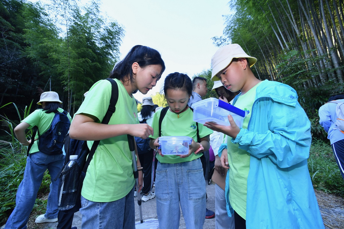 7月23日，參加活動的中小學生在武夷山國家公園大竹嵐觀察捕捉的昆虫。