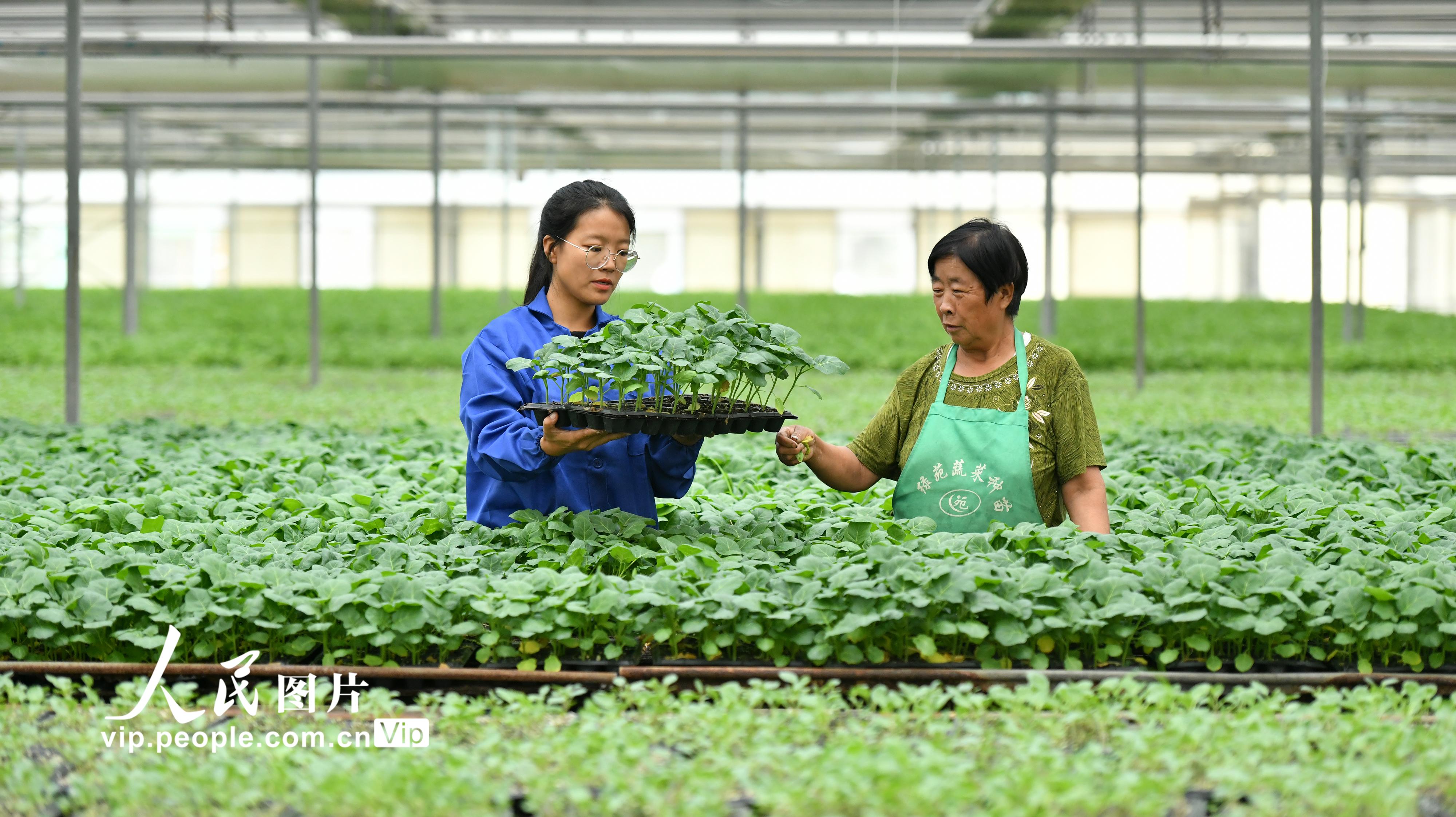 2022年7月26日，在肅寧縣綠苑蔬菜專業合作社的育苗車間裡，張莎莎（左）與工人一起查看訂單種苗。