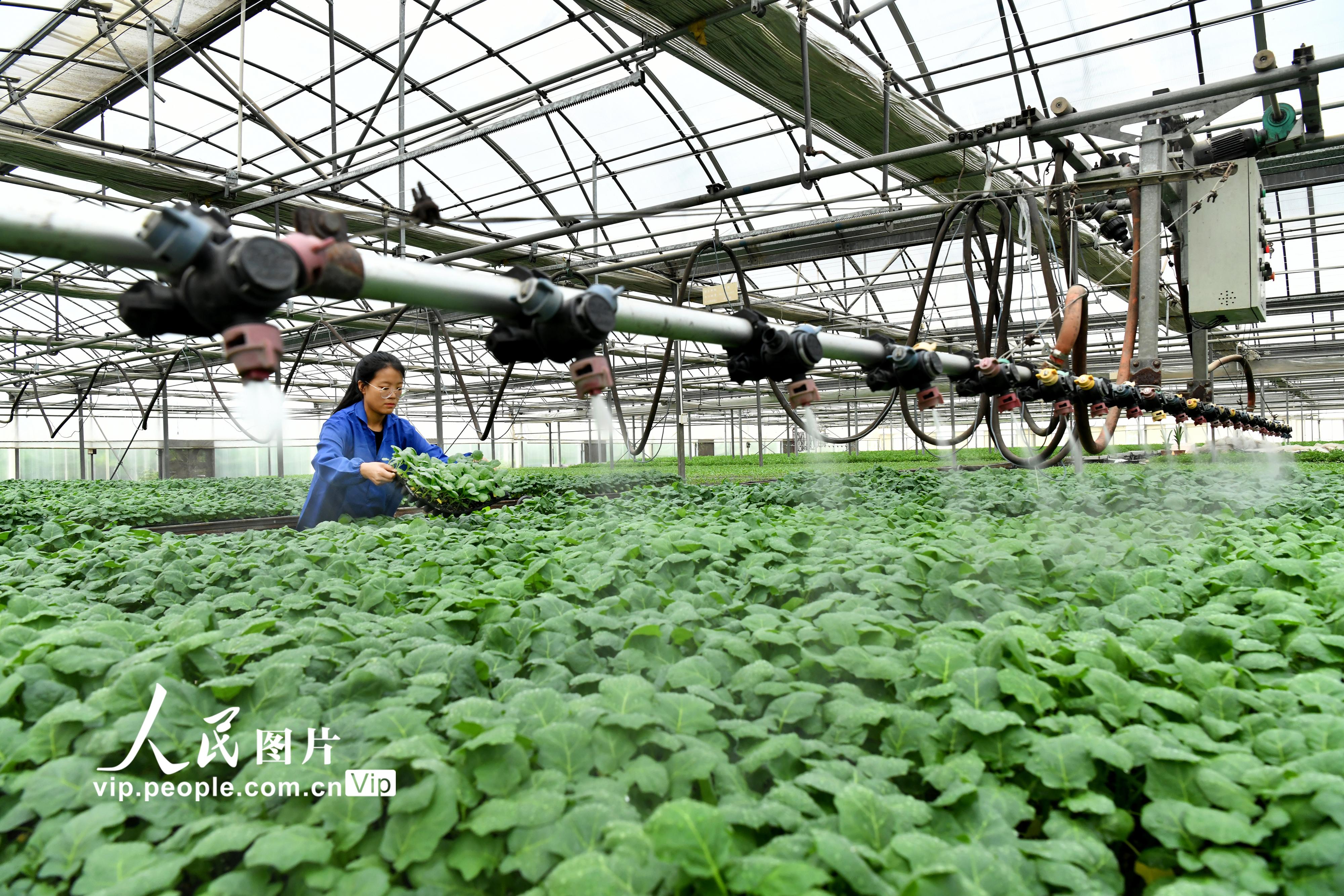 2022年7月26日，在肅寧縣綠苑蔬菜專業合作社的育苗車間裡，張莎莎在給蔬菜種苗澆水。