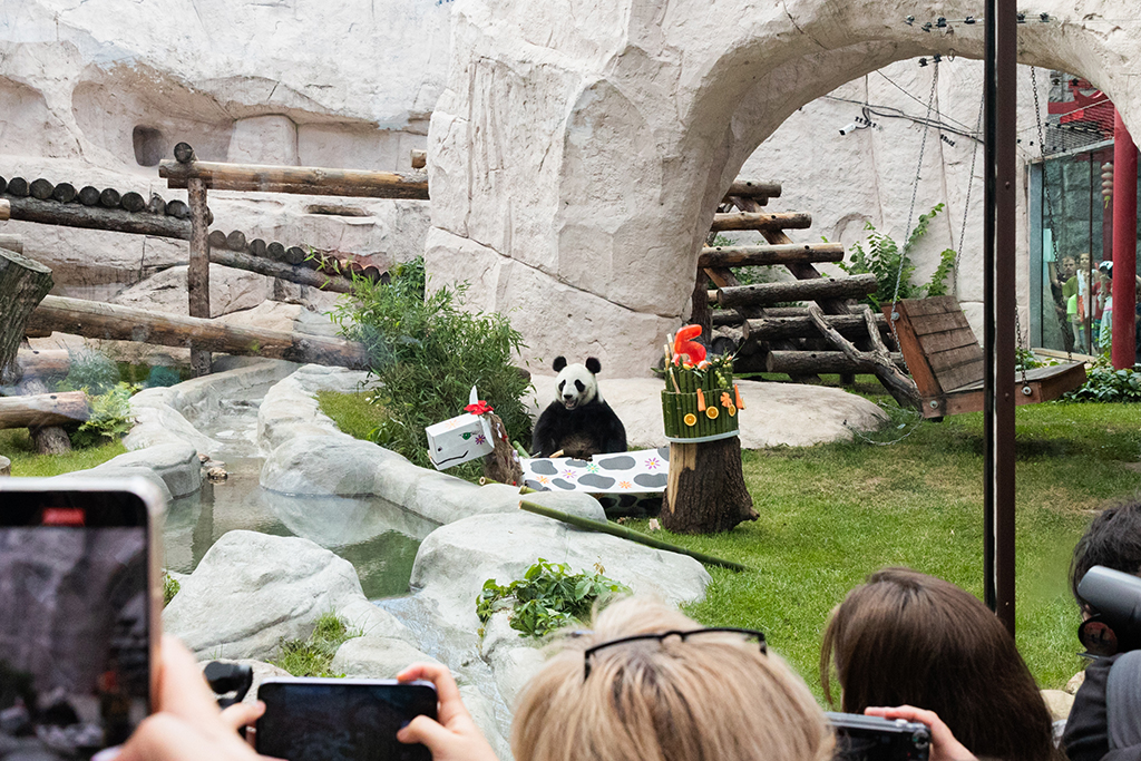 7月31日，在俄羅斯首都莫斯科，人們觀看大熊貓“丁丁”。