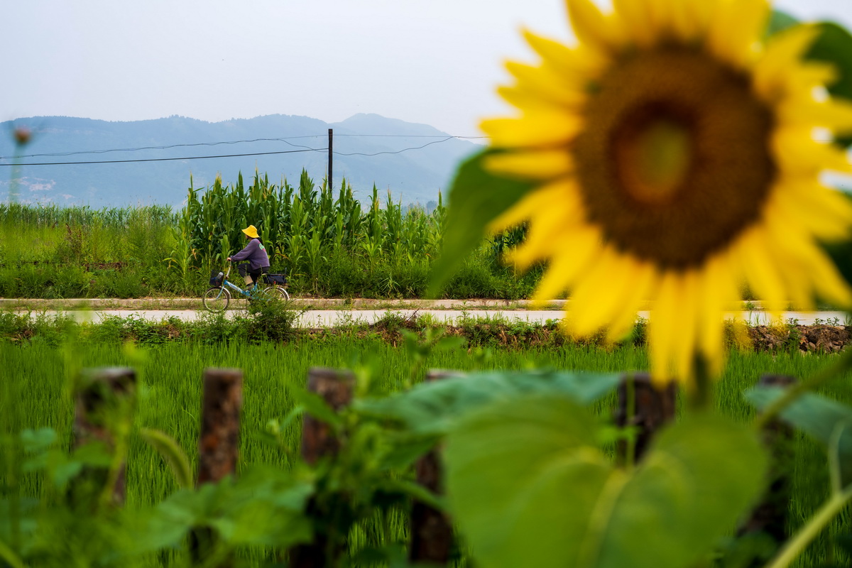 7月26日，在河北省承德市隆化縣張三營鎮東風村，宮希希前往田間，准備開始一天的勞作。新華社記者 劉金海 攝