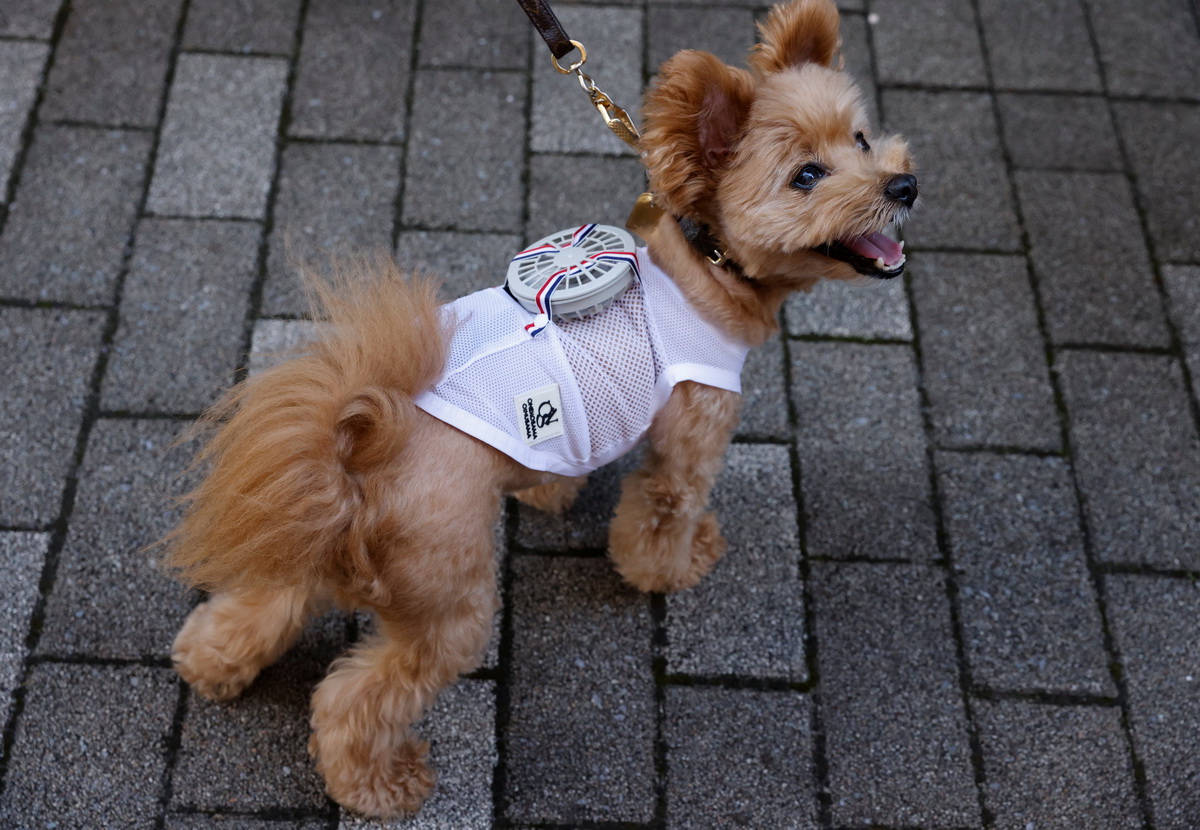 7月28日，在日本東京，一隻寵物狗穿戴電扇降溫。