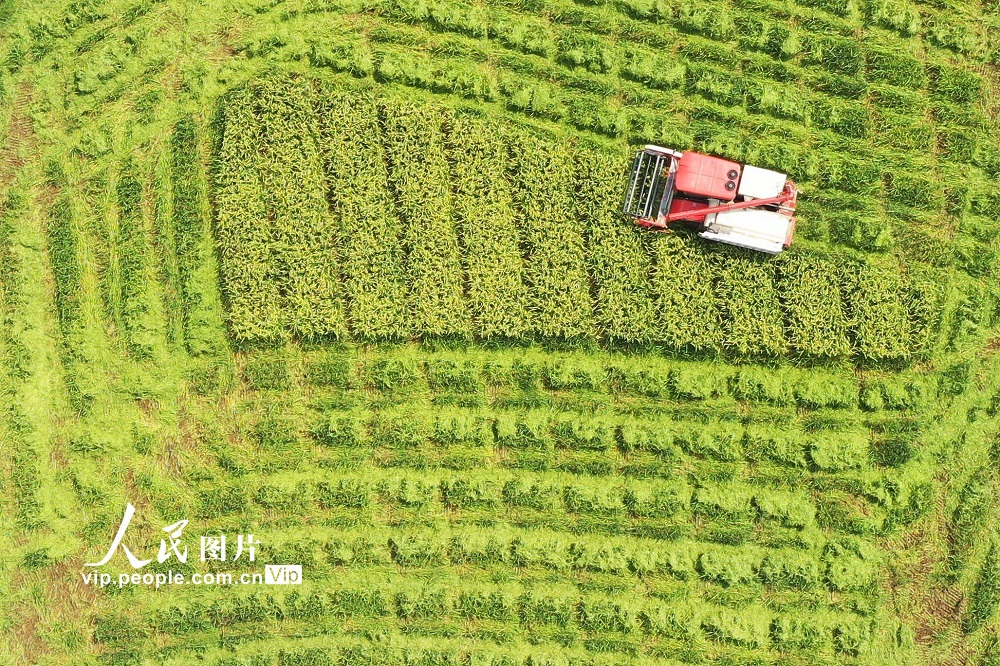 2022年8月4日，村民驾驶收割机在贵州省黔东南苗族侗族自治州岑巩县水尾镇新场村收割制种水稻。