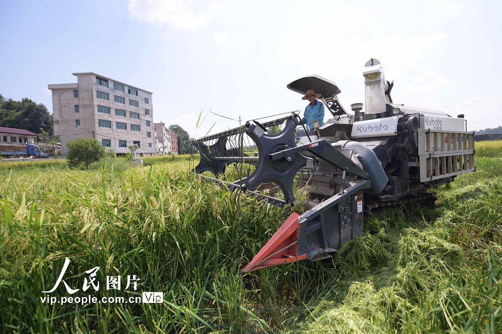 2022年8月4日，村民驾驶收割机在贵州省黔东南苗族侗族自治州岑巩县水尾镇新场村收割制种水稻。