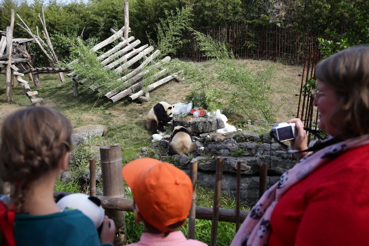 8月6日，在比利時布呂熱萊特的天堂動物園，觀眾觀看大熊貓“寶弟”（左）、“寶妹”享用“生日大餐”。