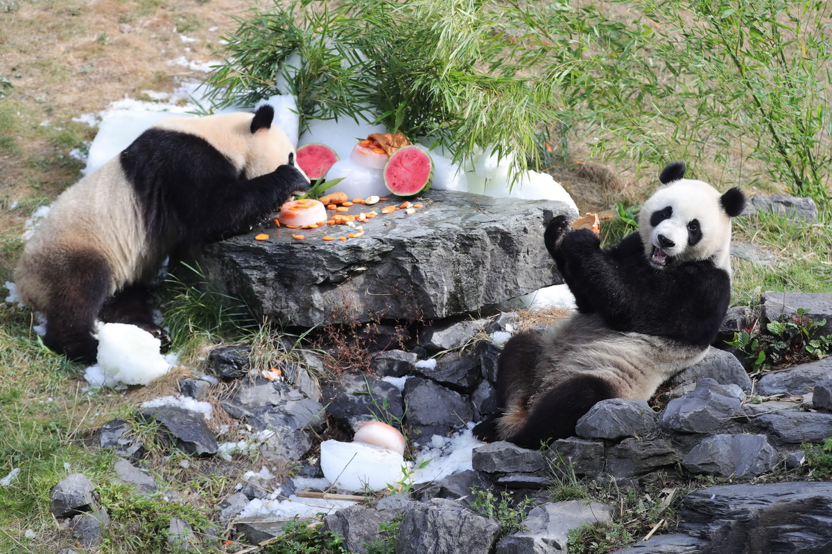 8月6日，在比利時布呂熱萊特的天堂動物園，大熊貓“寶弟”（左）、“寶妹”享用“生日大餐”。