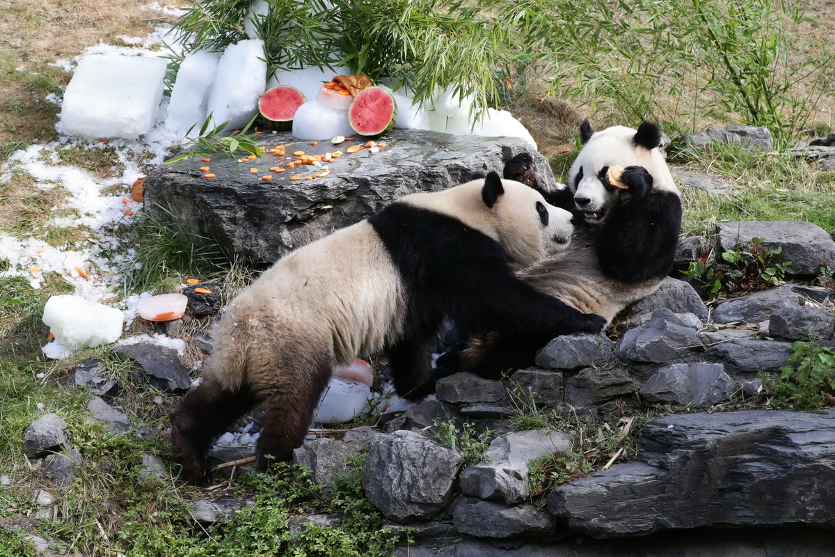 8月6日，在比利时布吕热莱特的天堂动物园，大熊猫“宝弟”（左）、“宝妹”享用“生日大餐”。