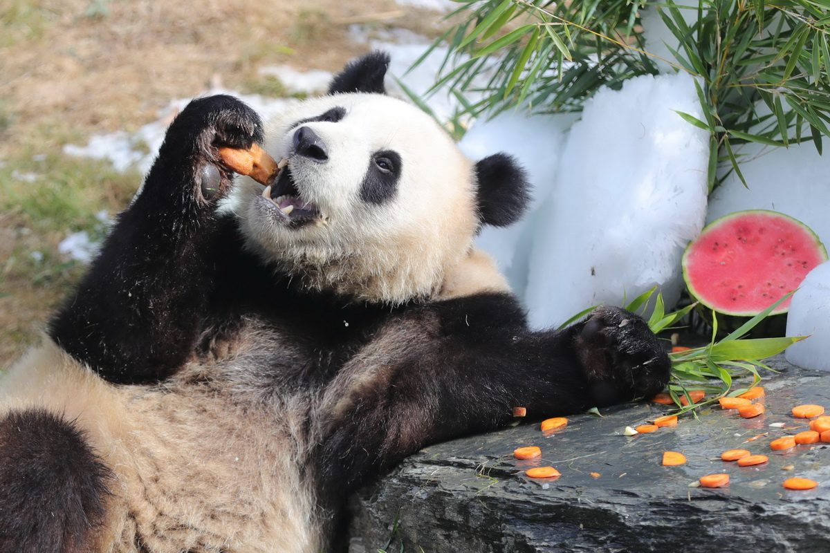 8月6日，在比利時布呂熱萊特的天堂動物園，大熊貓“寶弟”享用“生日大餐”。