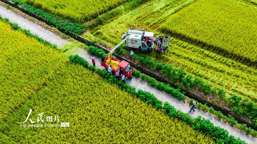 2022年8月7日，重庆市梁平区安胜镇龙印村，大型收割机在稻田中穿梭收割水稻。