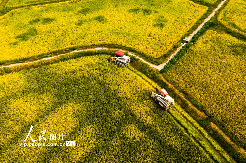 2022年8月7日，收割機在四川省廣安市廣安區恆升鎮龍橋村優質糧油產業園收割成熟的水稻。