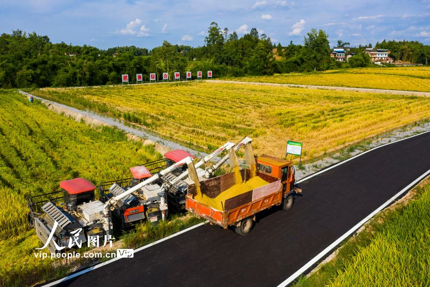 2022年8月7日，收割機在四川省廣安市廣安區恆升鎮龍橋村優質糧油產業園收割成熟的水稻。