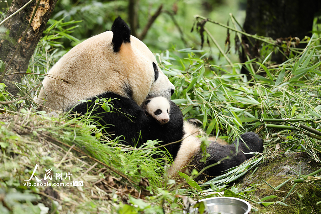 四川卧龙：大熊猫幼仔茁壮成长