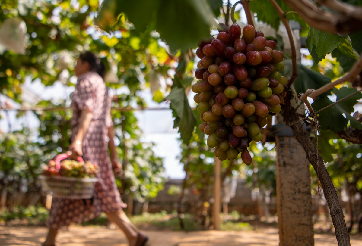 農戶在彌勒市東風農場的葡萄地裡採收葡萄（8月8日攝）。
