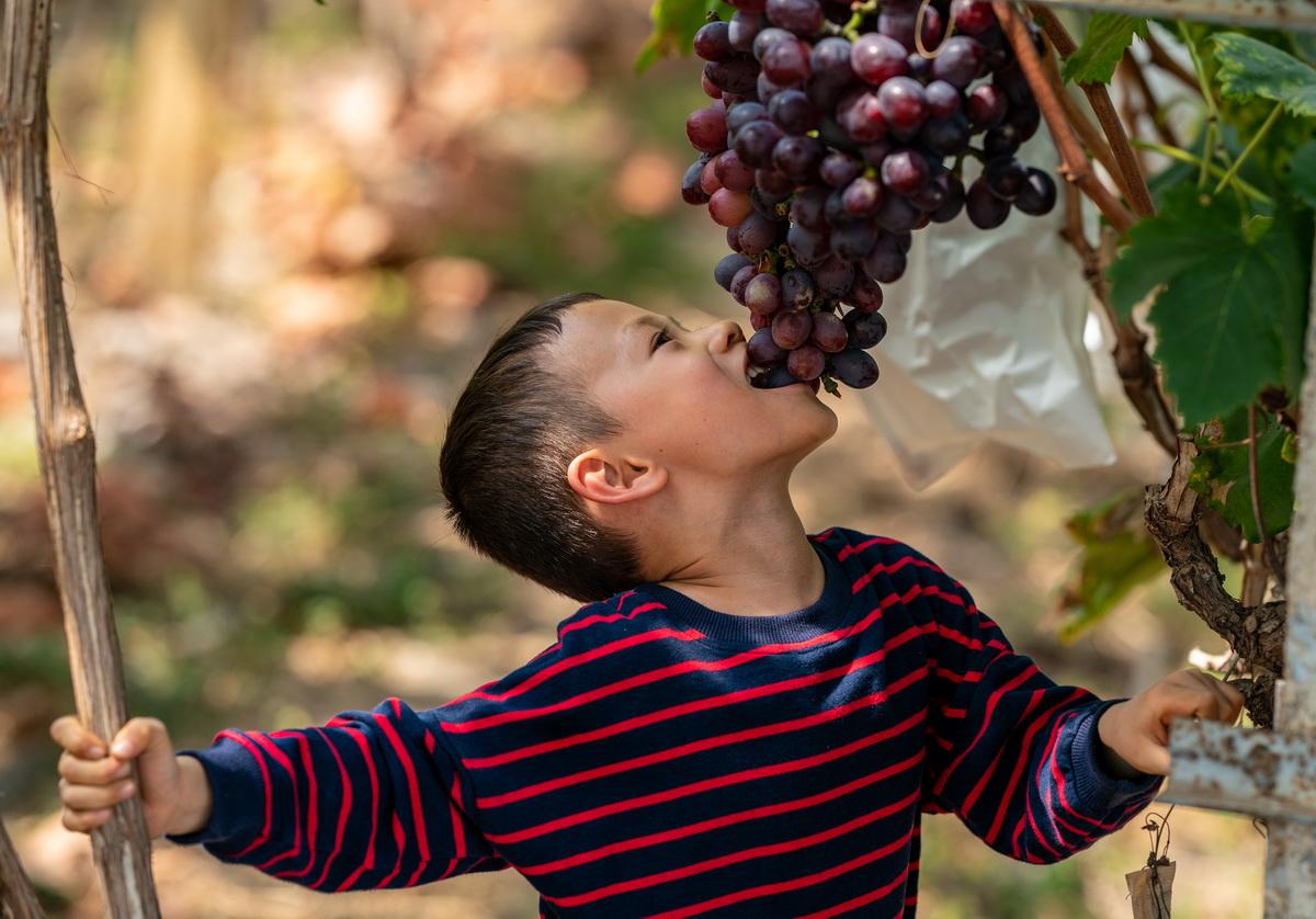 小朋友在東風農場的葡萄架下吃葡萄（8月8日攝）。