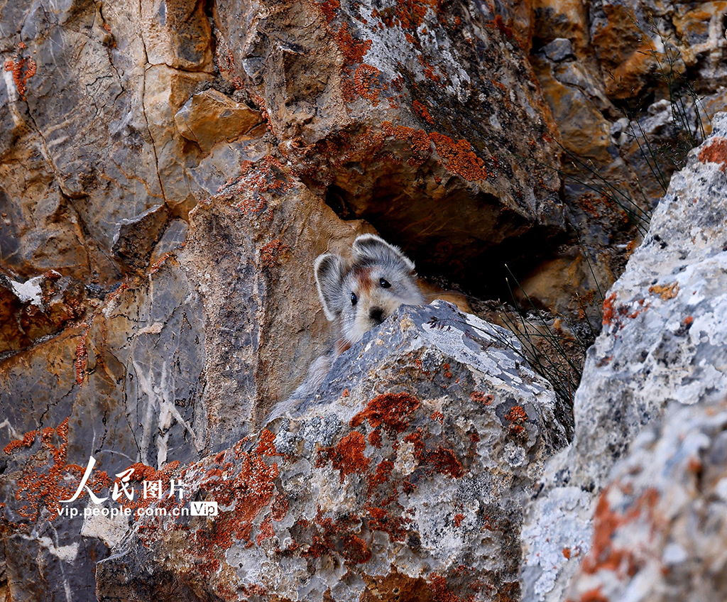 2022年8月7日，一只伊犁鼠兔躲在岩石里。