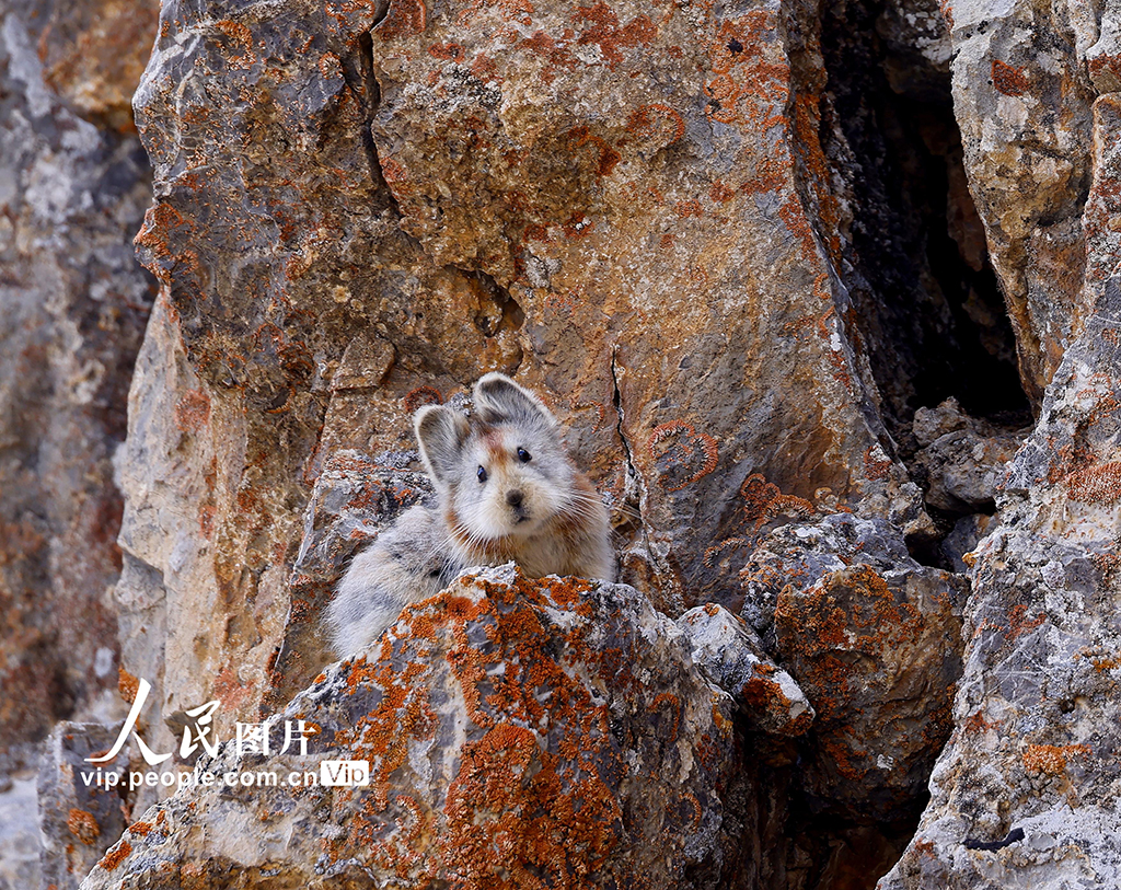 2022年8月7日，一隻伊犁鼠兔躲在岩石裡。