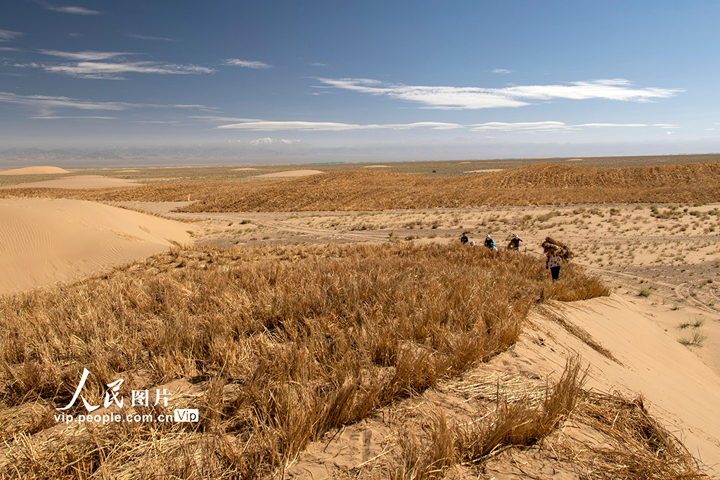 8月10日，在高原深处的甘肃省酒泉市阿克塞哈萨克族自治县境内的祁连山国家公园，治沙人员用稻草开展压沙治沙，对局部退化严重的草原进行草方格沙障治理。