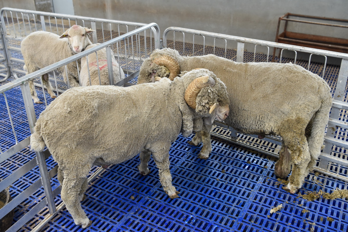 我國在綿羊基因組學研究及基因編輯短尾細毛羊育種方面取得突破