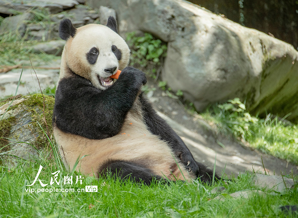 四川汶川：大熊貓的幸福生活【5】
