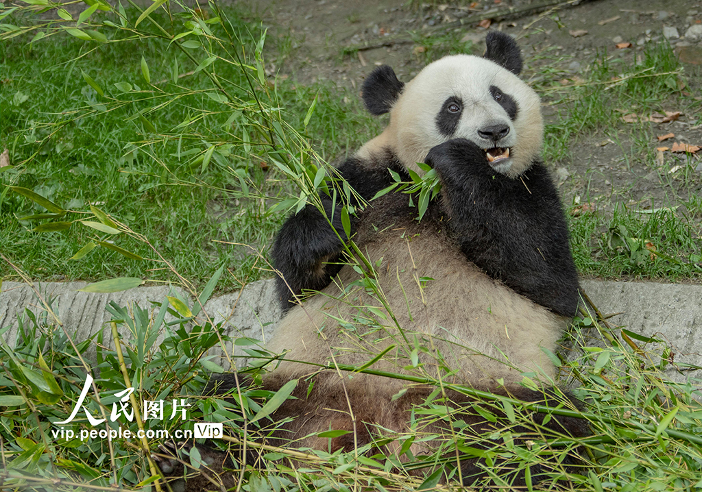 四川汶川：大熊貓的幸福生活【2】