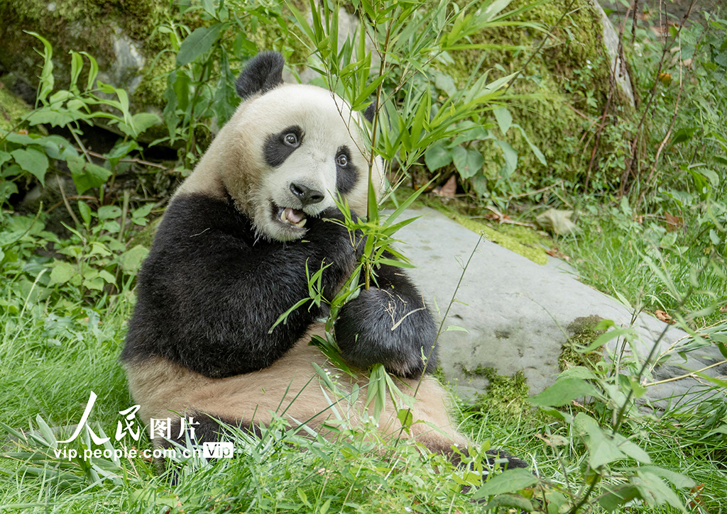 四川汶川：大熊猫的幸福生活