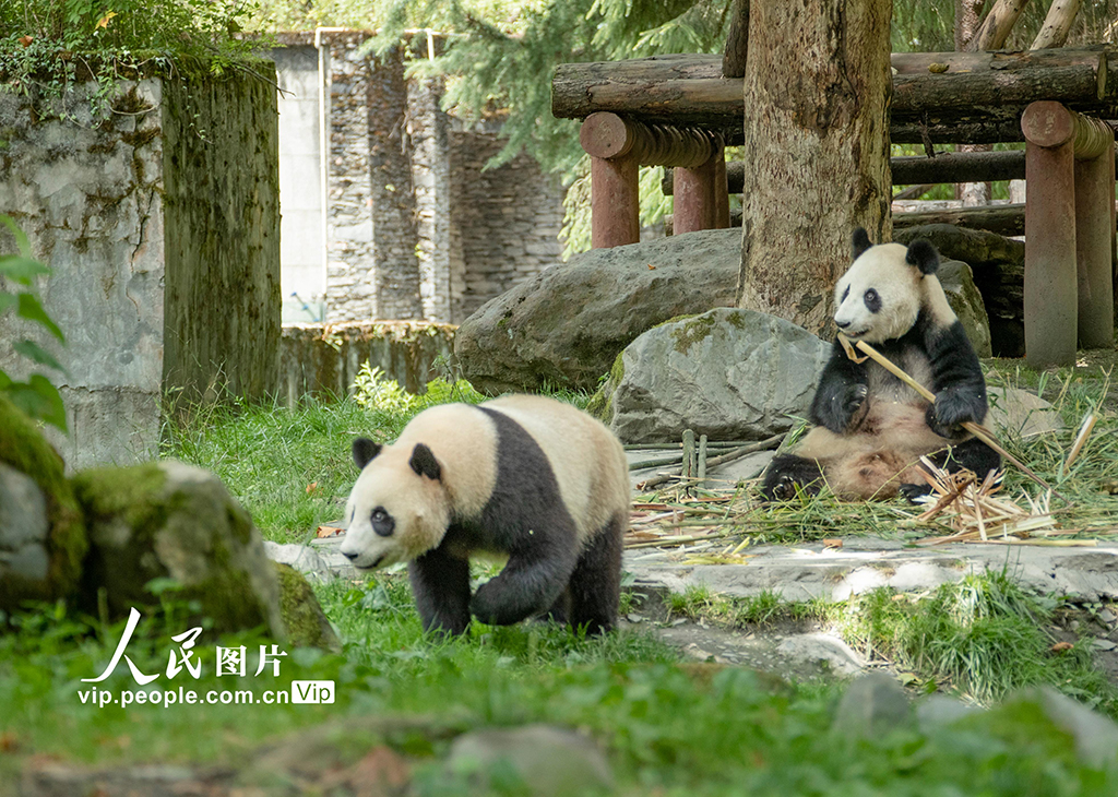 四川汶川：大熊貓的幸福生活【8】