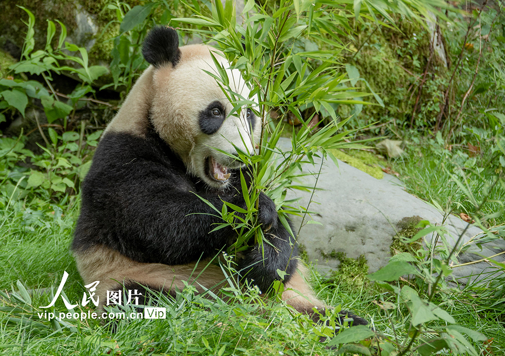 四川汶川：大熊貓的幸福生活【4】