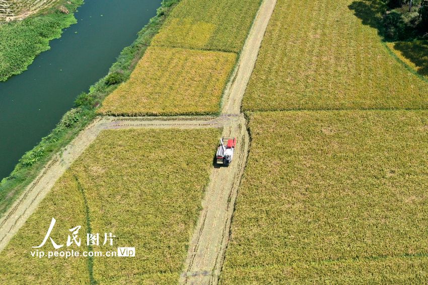 2022年8月12日，在福建省福州市长乐区三溪村农田的水稻陆续开始成熟，一台台水稻机械收割机活跃在田间作业，田间地头一派忙碌景象。