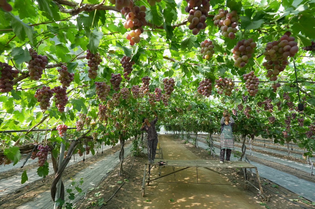 8月15日，盧龍縣蛤泊鎮鮑子溝村秦皇島綠佳家庭農場的工人在管護大棚葡萄。