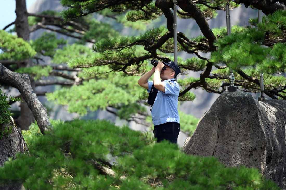 8月14日，胡曉春在例行巡查中用望遠鏡查看迎客鬆情況。新華社記者 周牧 攝