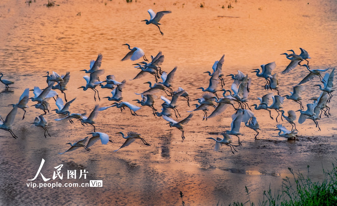 2022年8月16日，一群白鹭在山西省运城市平陆县黄河湿地上空翩翩飞舞。