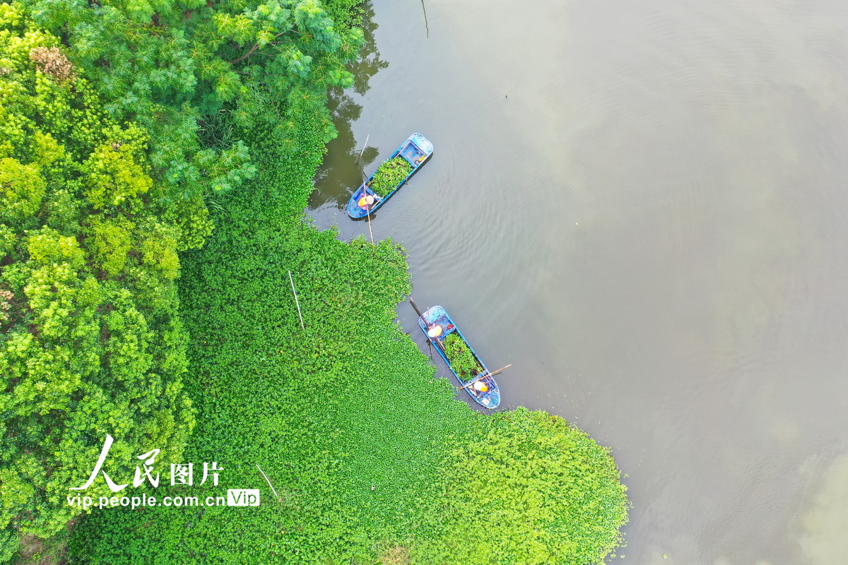 浙江長興：清理河道 守護綠水