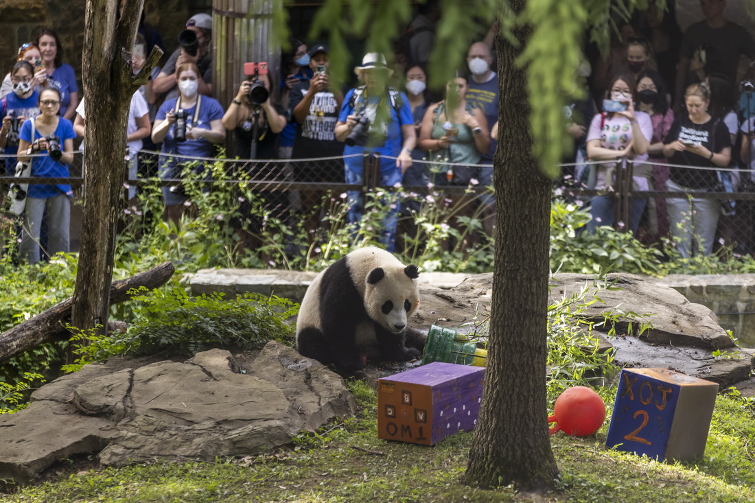 8月21日，在美國華盛頓史密森學會國家動物園，人們在大熊貓幼崽“小奇跡”兩歲生日當天前來參觀。