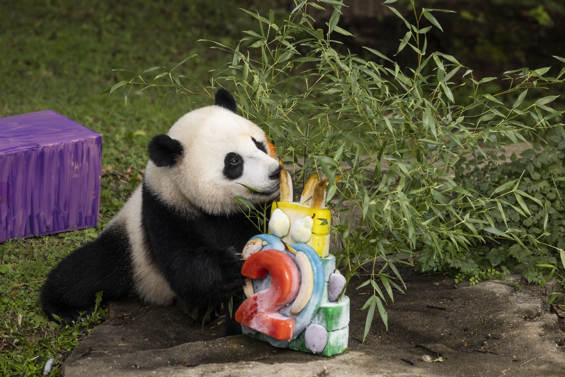 8月21日，在美國華盛頓史密森學會國家動物園，大熊貓幼崽“小奇跡”享用生日蛋糕。