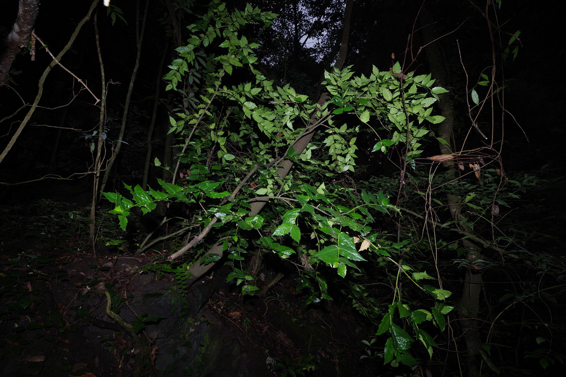 在野外拍攝的尖齒衛矛植株（2021年8月10日攝）。新華社發（胡君 攝）