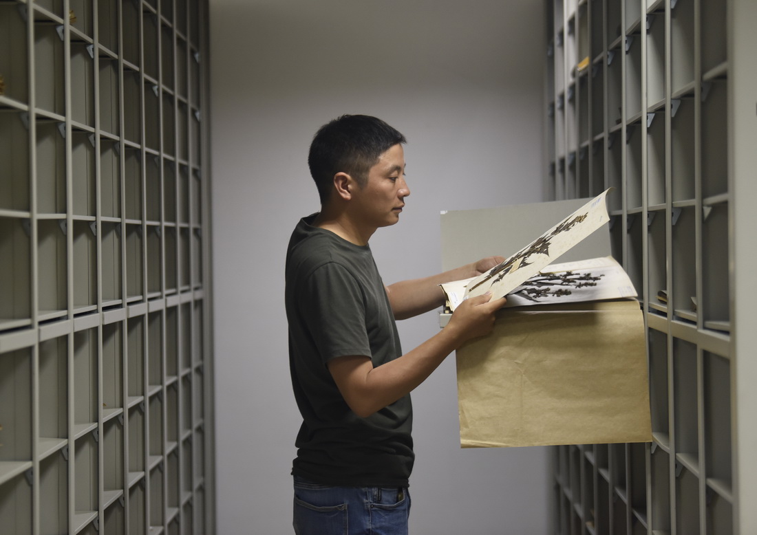 胡君在中科院成都生物研究所標本館內查閱標本（8月17日攝）。新華社記者 劉坤 攝