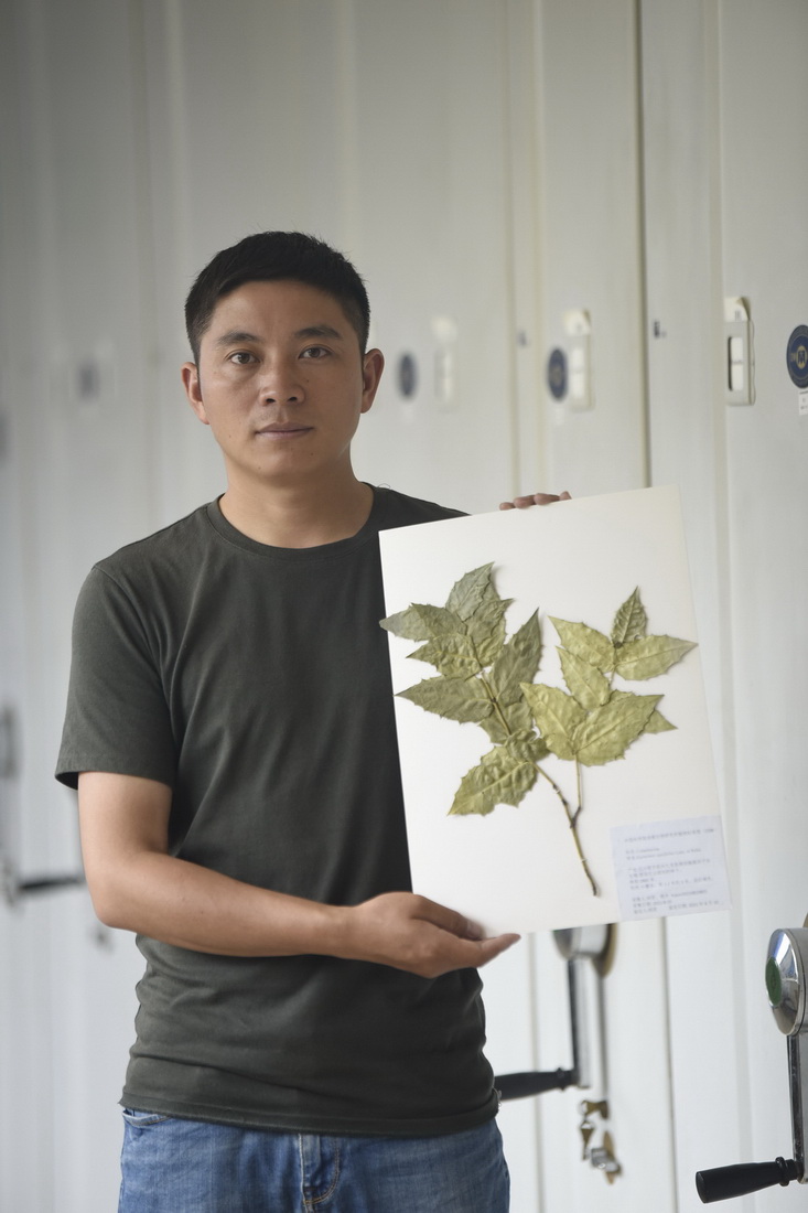 胡君展示採集的尖齒衛矛標本（8月17日攝）。新華社記者 劉坤 攝