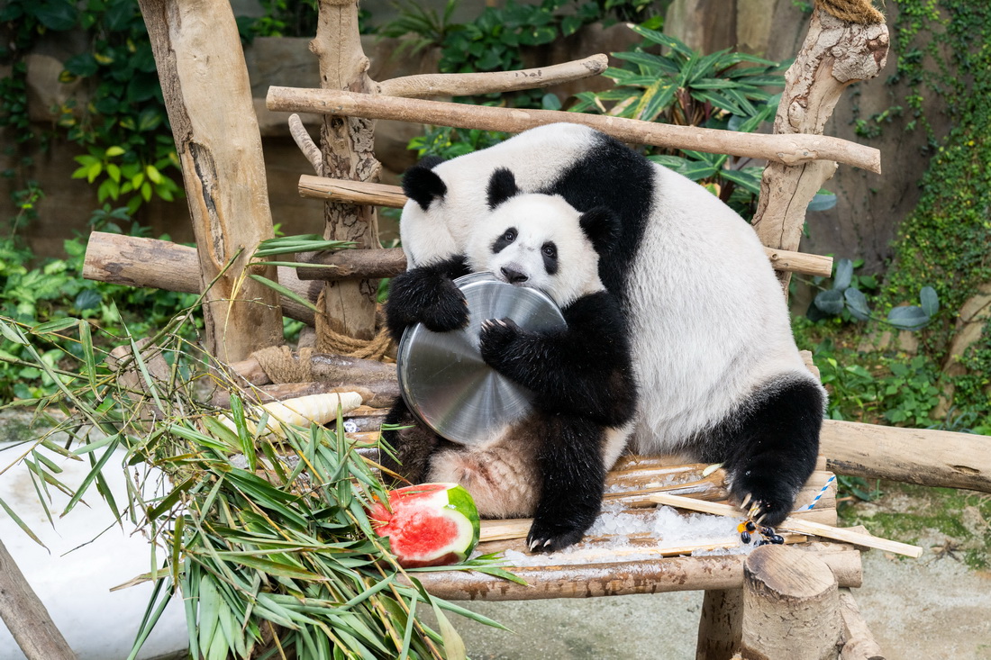 8月23日，在马来西亚吉隆坡附近的马来西亚国家动物园，大熊猫“靓靓”（后）和它的宝宝“升谊”享用生日大餐。