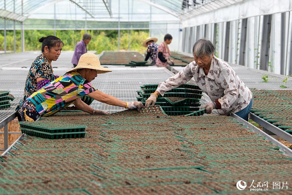 2022年8月24日，位於浙江嘉興市桐鄉高橋農業科技產業園中科康成的智能育苗溫室內，村民正在搬運菜苗。