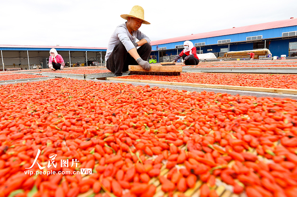2022年8月25日，甘肃省张掖市甘州区安阳乡苗家堡村农民们正在忙碌着晾晒有机枸杞。