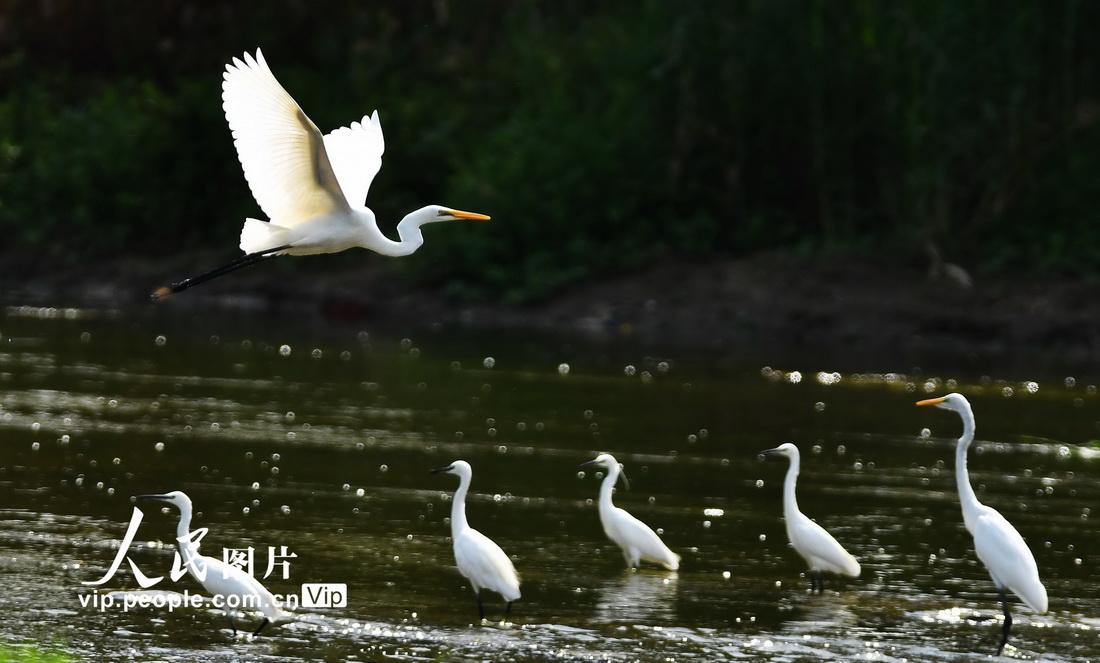 2022年8月27日，白鷺在山東省滕州市境內的荊河水中嬉戲。