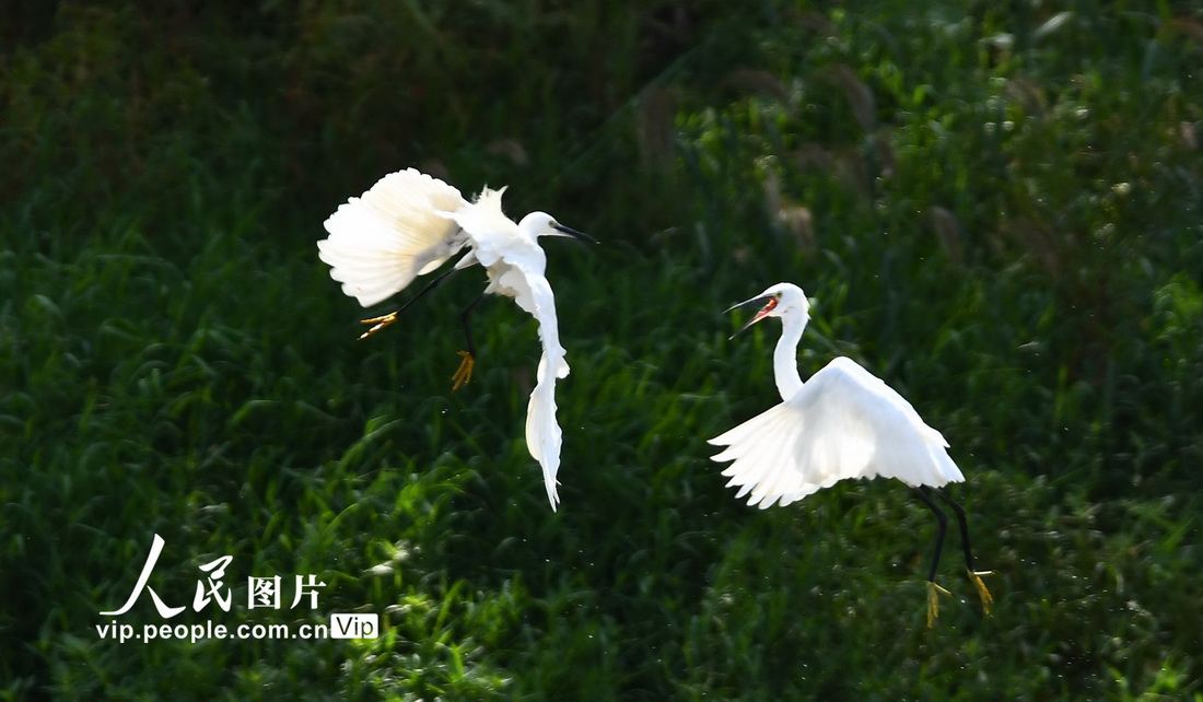 2022年8月27日，白鷺在山東省滕州市境內的荊河水中嬉戲。