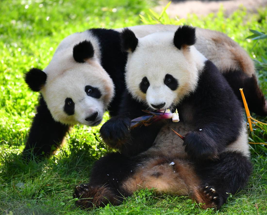 這是8月31日在德國柏林動物園拍攝的大熊貓“夢圓”（左）和“夢想”。