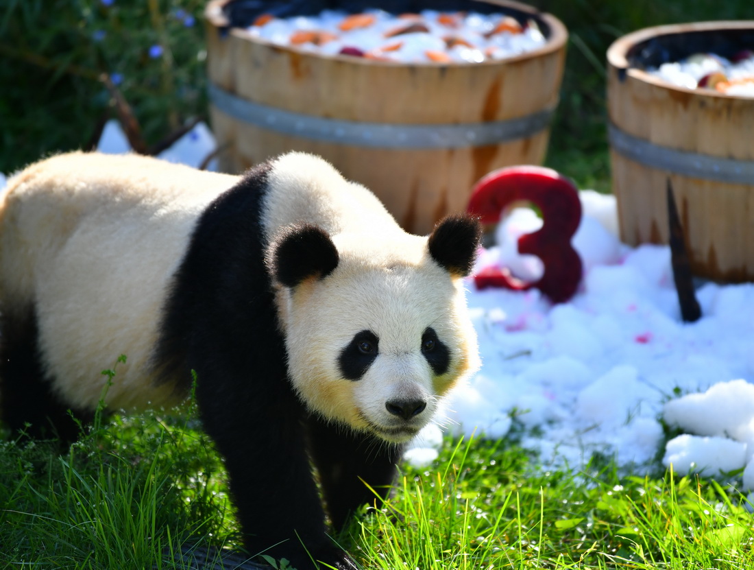 8月31日，在德國柏林動物園，大熊貓“夢圓”在“生日桶”旁。