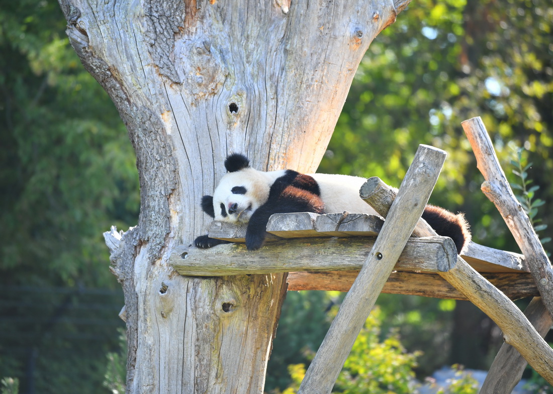 這是8月31日在德國柏林動物園拍攝的大熊貓“夢圓”。