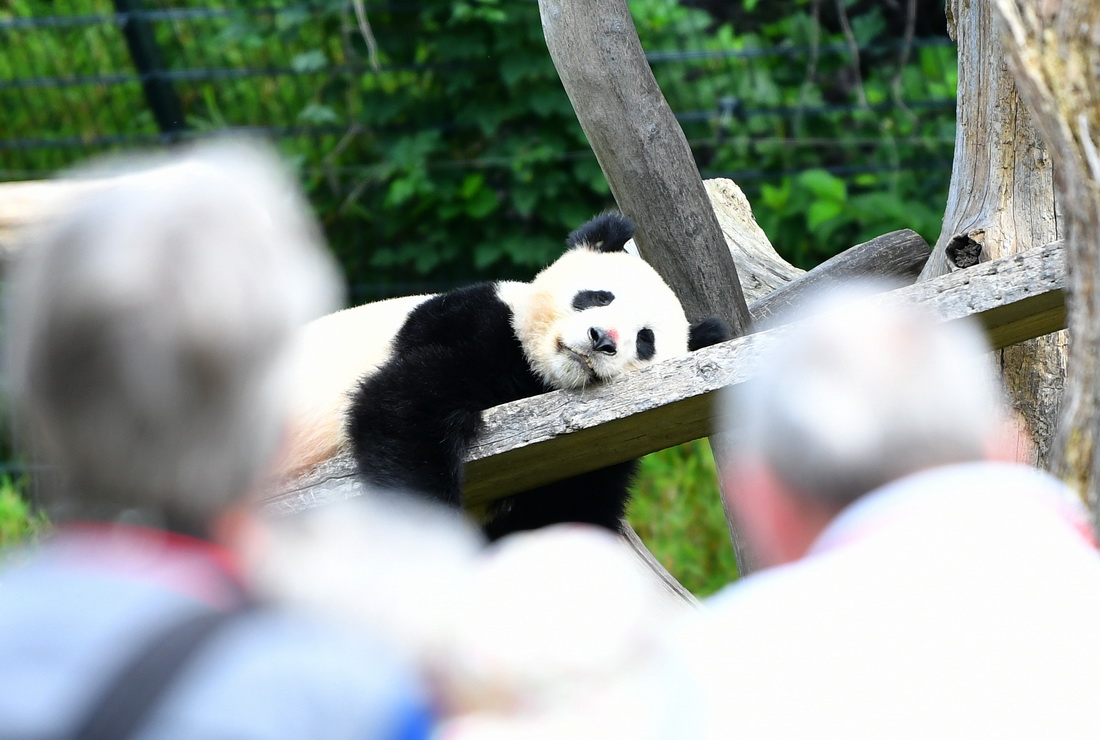 8月31日，人們在德國柏林動物園觀看大熊貓“夢圓”。
